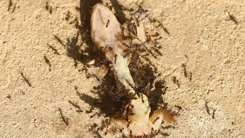 Group of ant biting dead lizard on ground, out door Chiangmai Thailand Stock Footage 154437830