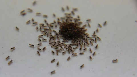 GROUP OF ANT Stock Footage 144465074