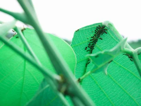 Group of ant image on leaf top corner frame shot, Nature background with text Stock Photos