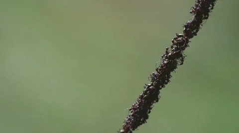 Group of ant on the line Stock Footage 56067367