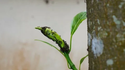 Group of ant on the plant shoot Video stock 60238601