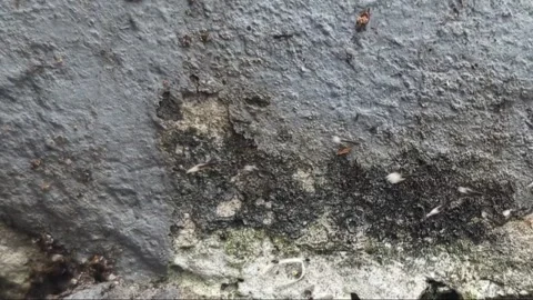 A group ant teamwork 库存影片 332388812