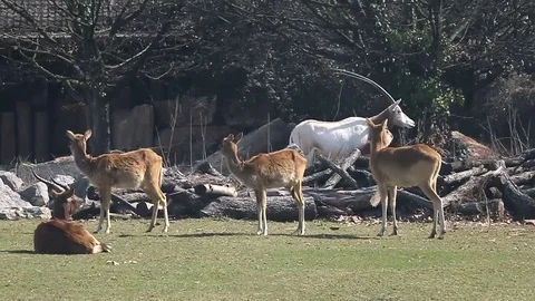 A group of antelopes Stock Footage 73447282
