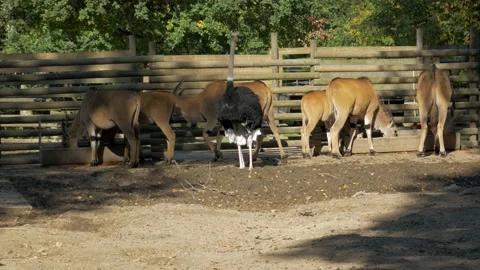 Group of antelopes with an ostrich Stock Footage 172418301