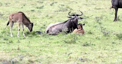 Group of Antelopes Resting Peacefully on Open Grassland Stock Footage 314988071
