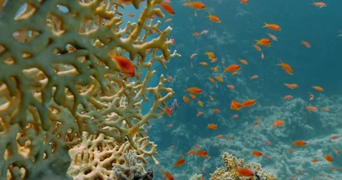 Group of Anthias floating beside net fire coral in the depth of the sea. Stock-Footage 270717512