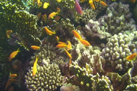 Group of anthias Stock Footage 670968