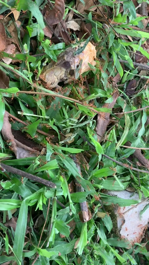 A group of ants are active Stock Footage 276191528