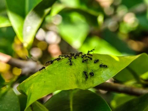 A group of ants are crawling on a leaf Stock Photos