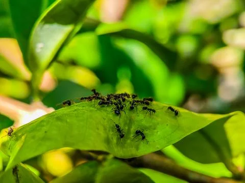 A group of ants are crawling on a leaf Stock Photos