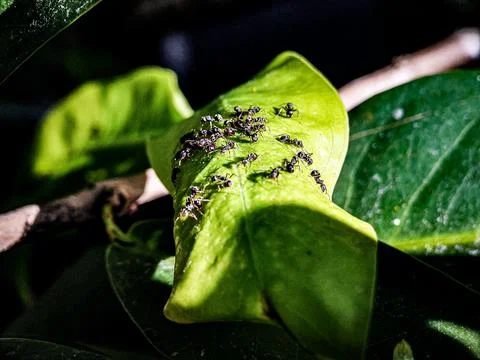 A group of ants are crawling on a leaf Stock Photos
