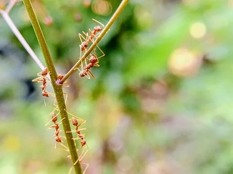 A group of ants are crawling up a small twig Stock Photos