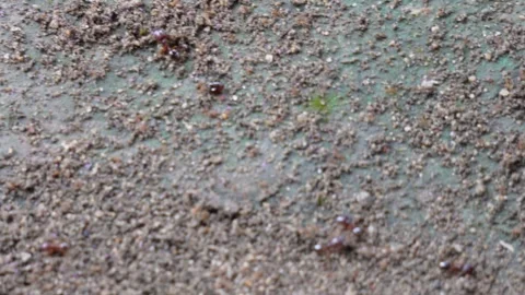 The group of ants are digging the soil from the ground Stock Footage 316236947