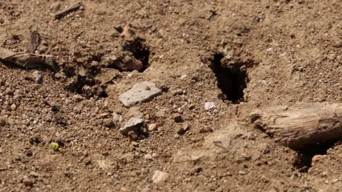A group of ants are scattering Stock Footage 311723086