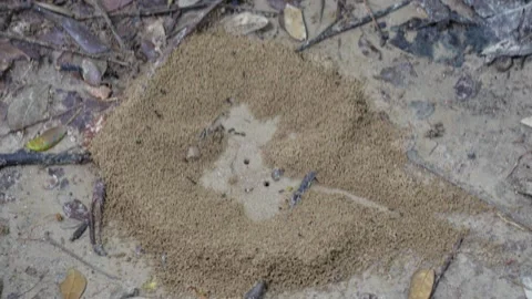 A group of ants are scattering Stock Footage 319998909