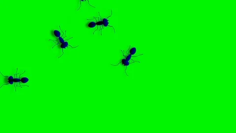 GROUP OF ANTS ARE WALKING Video stock 71200492