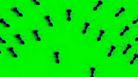 GROUP OF ANTS ARE WALKING Video stock 71218834