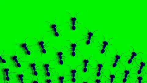 GROUP OF ANTS ARE WALKING Video stock 71220350