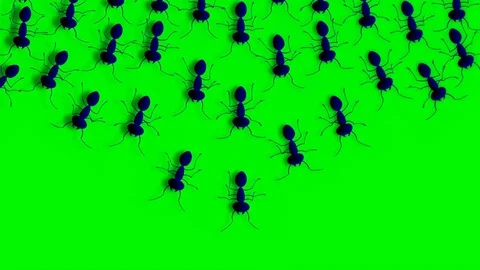 GROUP OF ANTS ARE WALKING Video stock 71249188