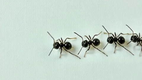 Group of ants are walking on white background (3) 스톡 동영상 318864273
