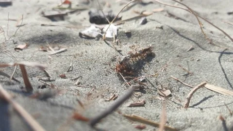 A group of ants attack and eat an insect in the sand closeup Stock Footage 170913046