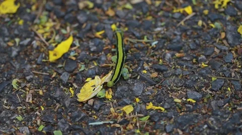 A group of ants attacking a worm Stock Footage 55426862