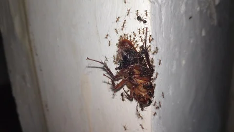 A Group Of Ants Carrying A Dead Cockroach Upwards The Wall 4K Video stock 123049309