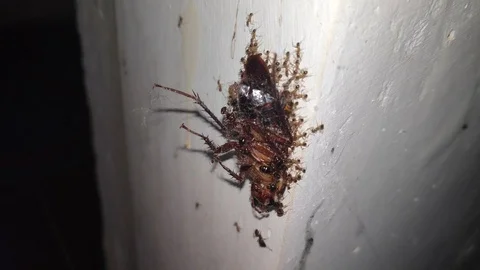 A Group Of Ants Carrying A Dead Cockroach Upwards The Wall 4K 스톡 동영상 123049314