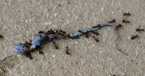Group of ants carrying dead lizard Stock Footage 241723430
