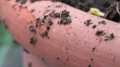 Group of ants chasing a bug, cooperation concept Stock Footage 52180086