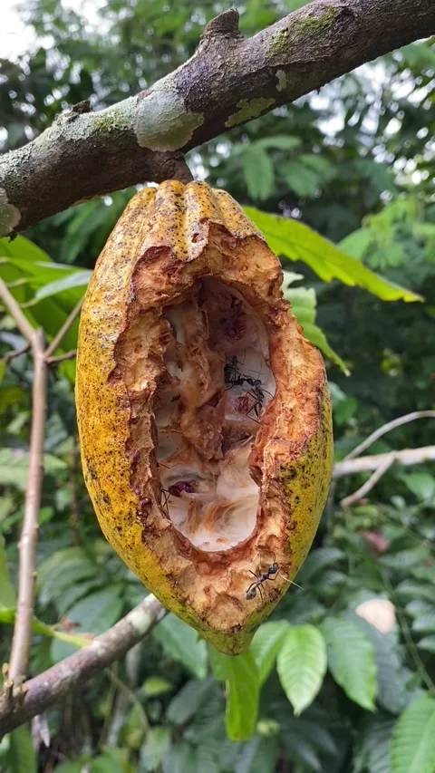 A group of ants in cocoa pods Stock Footage 229712130