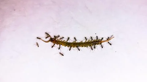 A group of ants collaboratively moving a centipede Stock Photos
