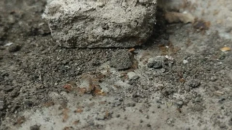 A group of ants that crawl between sand and rocks Stock Footage 311624539