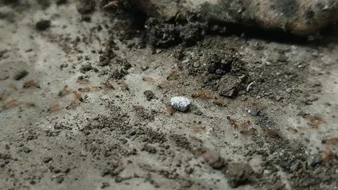 A group of ants that crawl between sand and rocks Video stock 311624610