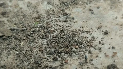 A group of ants that crawl between sand and rocks Video stock 311629383