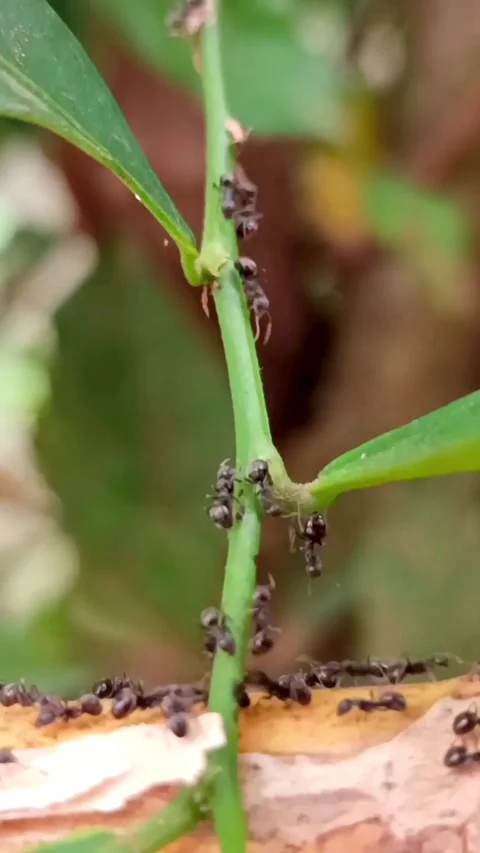 A Group of Ants Crawling on a Tree Branch Stock Footage 327765701