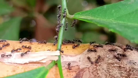 A Group of Ants Crawling on a Tree Branch Stock Footage 327765712