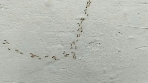 A group of ants crawling on the walls of the house Stock Footage 286114375