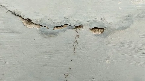 A group of ants crawling on the walls of the house Stock Footage 286114424