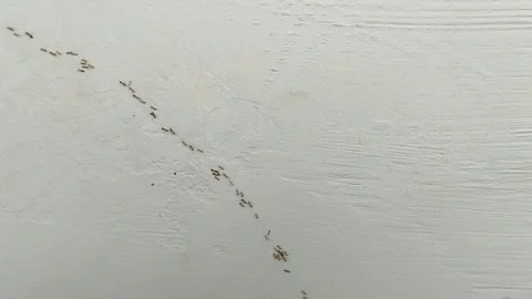 A group of ants crawling on the walls of the house Stock Footage 286114426