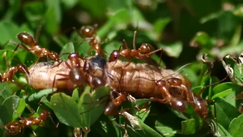 Group of ants devour a maggot Stock Footage 221468017