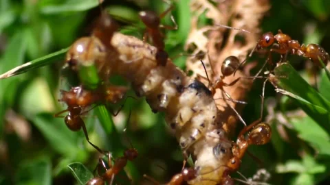 Group of ants devour a maggot Stock Footage 221468018