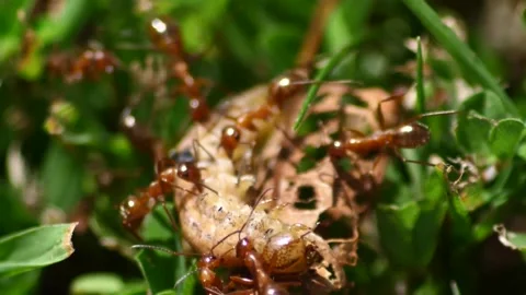 Group of ants devour a maggot Stock Footage 221468019