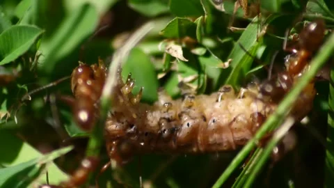 Group of ants devour a maggot Stock Footage 221468025