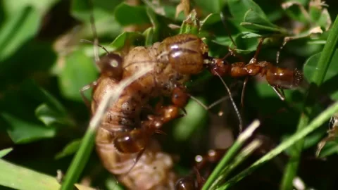 Group of ants devour a maggot Stock Footage 221468026