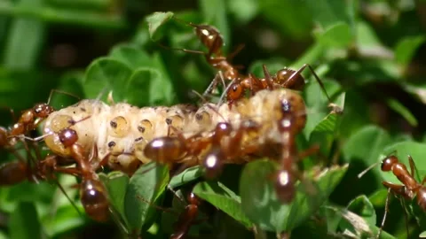 Group of ants devour a maggot Stock Footage 221468028