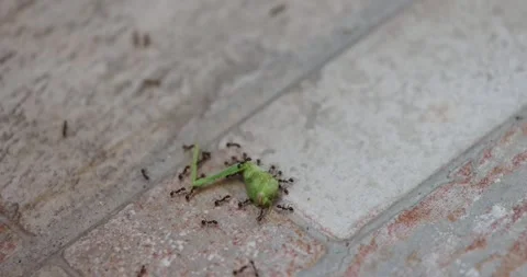 A group of ants devouring a small, green insect on a textured surface, Stock Footage 303914988