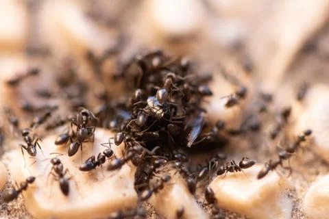 A group of ants dismembering a dead bee Stock Photos