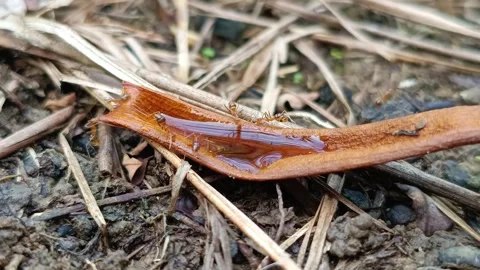 Group of Ants Drinking Sweet Liquid from a Forest Fruit Seed Stockbeeldmateriaal 332315413