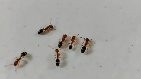 A group of ants drinking on the tiled floor, macro video Stock Footage 206036813